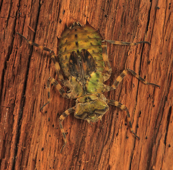 Neurocordulia virginiensis, nymph